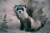 FERRET's Avatar