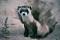 FERRET's Avatar