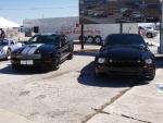 Shelby GT's at Sebring